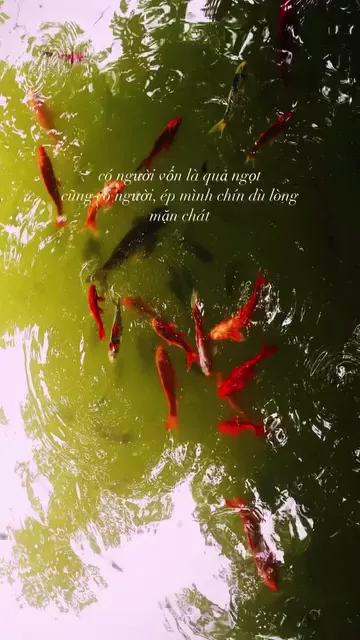 có người vốn là quả ngọt